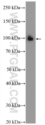 USP13 Antibody in Western Blot (WB)