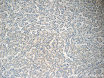 HEBP1 Antibody in Immunohistochemistry (Paraffin) (IHC (P))