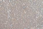 HEBP1 Antibody in Immunohistochemistry (Paraffin) (IHC (P))