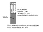 GPX8 Antibody in Western Blot (WB)