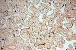 FGF16 Antibody in Immunohistochemistry (Paraffin) (IHC (P))