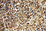 FGF16 Antibody in Immunohistochemistry (Paraffin) (IHC (P))