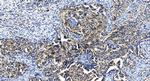 IFIH1 Antibody in Immunohistochemistry (Paraffin) (IHC (P))