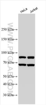 IFIH1 Antibody in Western Blot (WB)