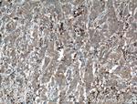 Pepsinogen II Antibody in Immunohistochemistry (Paraffin) (IHC (P))