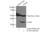 ATAD1 Antibody in Immunoprecipitation (IP)