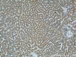 C1qC Antibody in Immunohistochemistry (Paraffin) (IHC (P))