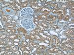 RPGR Antibody in Immunohistochemistry (Paraffin) (IHC (P))