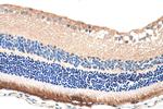 RPGR Antibody in Immunohistochemistry (Paraffin) (IHC (P))