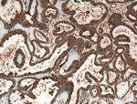 CRYZL1 Antibody in Immunohistochemistry (Paraffin) (IHC (P))