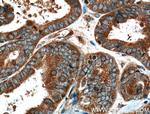 CRYZL1 Antibody in Immunohistochemistry (Paraffin) (IHC (P))