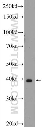 CRYZL1 Antibody in Western Blot (WB)