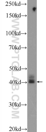 CRYZL1 Antibody in Western Blot (WB)