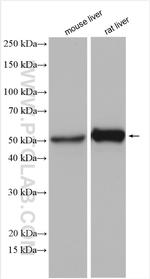 GPT Antibody in Western Blot (WB)