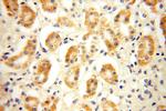 NDUFB1 Antibody in Immunohistochemistry (Paraffin) (IHC (P))