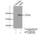 gp210 Antibody in Immunoprecipitation (IP)