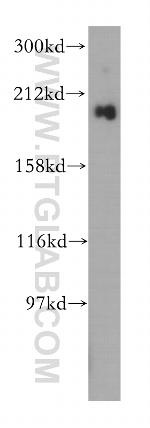gp210 Antibody in Western Blot (WB)