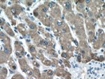 CES1 Antibody in Immunohistochemistry (Paraffin) (IHC (P))