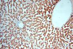 CES1 Antibody in Immunohistochemistry (Paraffin) (IHC (P))