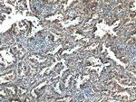 FAM156A Antibody in Immunohistochemistry (Paraffin) (IHC (P))