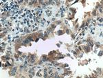 FAM156A Antibody in Immunohistochemistry (Paraffin) (IHC (P))