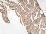 FAM156A Antibody in Immunohistochemistry (Paraffin) (IHC (P))
