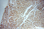 FAM156A Antibody in Immunohistochemistry (Paraffin) (IHC (P))