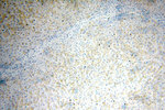 FAM156A Antibody in Immunohistochemistry (Paraffin) (IHC (P))