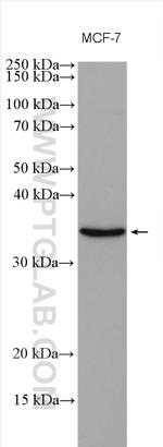 KRCC1 Antibody in Western Blot (WB)