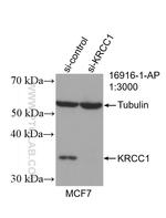 KRCC1 Antibody in Western Blot (WB)