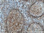 HLA-DQA1 Antibody in Immunohistochemistry (Paraffin) (IHC (P))