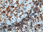 HLA-DQA1 Antibody in Immunohistochemistry (Paraffin) (IHC (P))