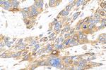 Calcyphosine Antibody in Immunohistochemistry (Paraffin) (IHC (P))