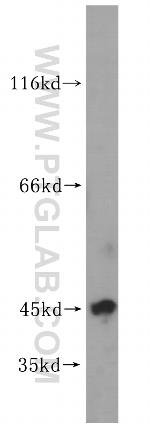 UBE2Z Antibody in Western Blot (WB)