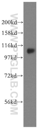 FAM29A Antibody in Western Blot (WB)