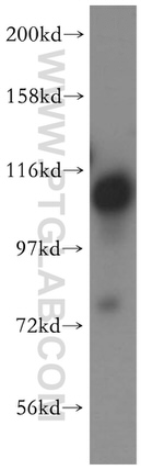 FAM29A Antibody in Western Blot (WB)