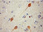 RNF10 Antibody in Immunohistochemistry (Paraffin) (IHC (P))