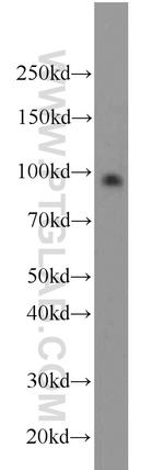 RNF10 Antibody in Western Blot (WB)