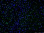 PHYHIPL Antibody in Immunohistochemistry (PFA fixed) (IHC (PFA))