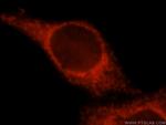 SPATS2L Antibody in Immunocytochemistry (ICC/IF)