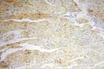 SPATS2L Antibody in Immunohistochemistry (Paraffin) (IHC (P))