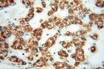 SPATS2L Antibody in Immunohistochemistry (Paraffin) (IHC (P))