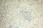 SPATS2L Antibody in Immunohistochemistry (Paraffin) (IHC (P))