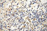SPATS2L Antibody in Immunohistochemistry (Paraffin) (IHC (P))