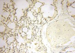 SPATS2L Antibody in Immunohistochemistry (Paraffin) (IHC (P))