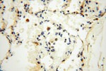 SPATS2L Antibody in Immunohistochemistry (Paraffin) (IHC (P))