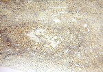 SPATS2L Antibody in Immunohistochemistry (Paraffin) (IHC (P))