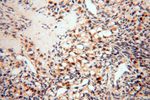 SPATS2L Antibody in Immunohistochemistry (Paraffin) (IHC (P))