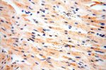 SPATS2L Antibody in Immunohistochemistry (Paraffin) (IHC (P))