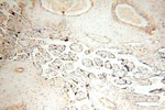 SPATS2L Antibody in Immunohistochemistry (Paraffin) (IHC (P))